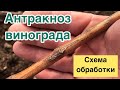 АНТРАКНОЗ ВИНОГРАДА.СХЕМА ОБРАБОТКИ.БОЛЕЗНИ ВИНОГРАДА.