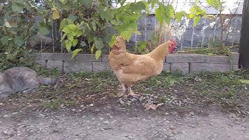 Chicken Steals Mouse from Cat || ViralHog