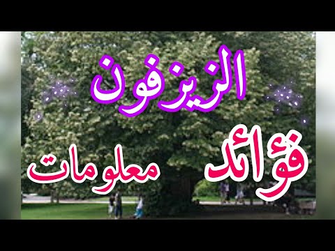 فؤائد الزيزفون والعلاج من الامراض التي يعالجها وأسراره