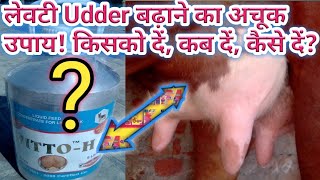 लेवटी बढ़ाने के लिए गाय भैंस को क्या दें || Use of Vitamin H vitum H to increase Udder || Farm Talk