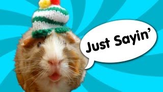 Guinea Pig Speaks Out - Ricky Gervais by Talking Animals 1,497,498 views 11 years ago 2 minutes, 24 seconds