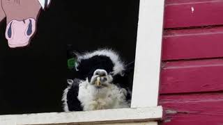 Funny Llama With a Giant Buck Tooth Smile!