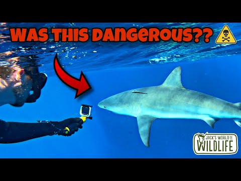 Video: Vai iegrimes haizivs ir bīstama?