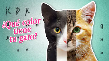 ¿Cuál es el color de gato más amistoso?