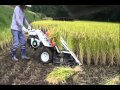 kubota RJN55 オートバインダーで稲刈りJapanese harvesting of the rice