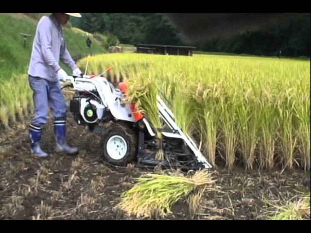 kubota RJN55 オートバインダーで稲刈りJapanese harvesting of the rice class=
