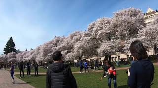 04/01/2019 Cherry Blossoms at the Quad 2019 | Studio WAVE Sample Video 3:39 HD 720p