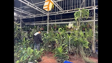 13/12 VÀO MUA HÀNG NÀO CÁC CỤ 0983270995