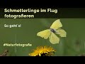 Schmetterlinge im Flug fotografieren - so geht`s!