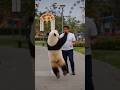 Panda fun dance #shorts #fun #aivideo