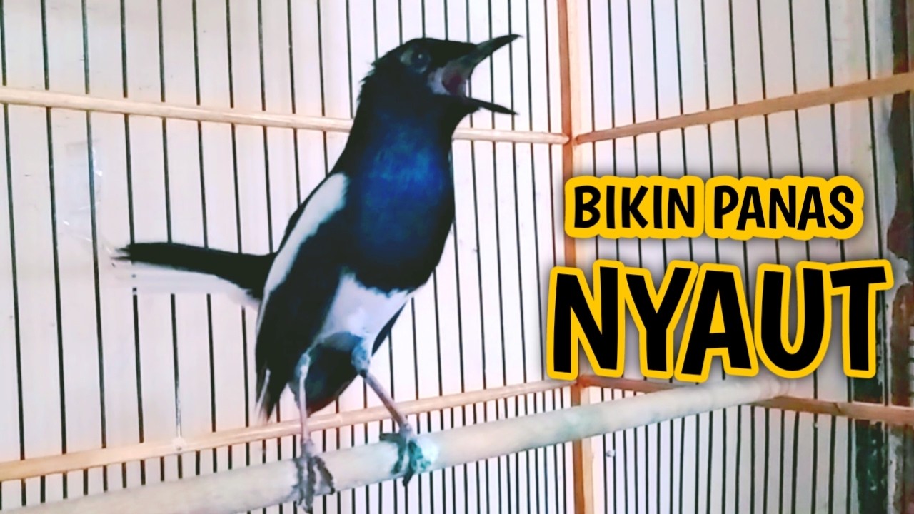 BIKIN PANAS KACER LAWAN PASTI NYAUT IKUT GACOR !! PANCINGAN KACER GACOR PASTI NYAUT AMPUH.