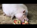 ミニブタがりんごを食べる咀嚼音が心地よい