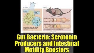 Gut Bacteria: Serotonin Producers and Intestinal Motility Boosters