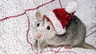 Baby Animal Christmas Slideshow 2018