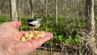 Hand-feeding Birds in Slow Mo - Black-capped Chickadees, Tufted Titmice