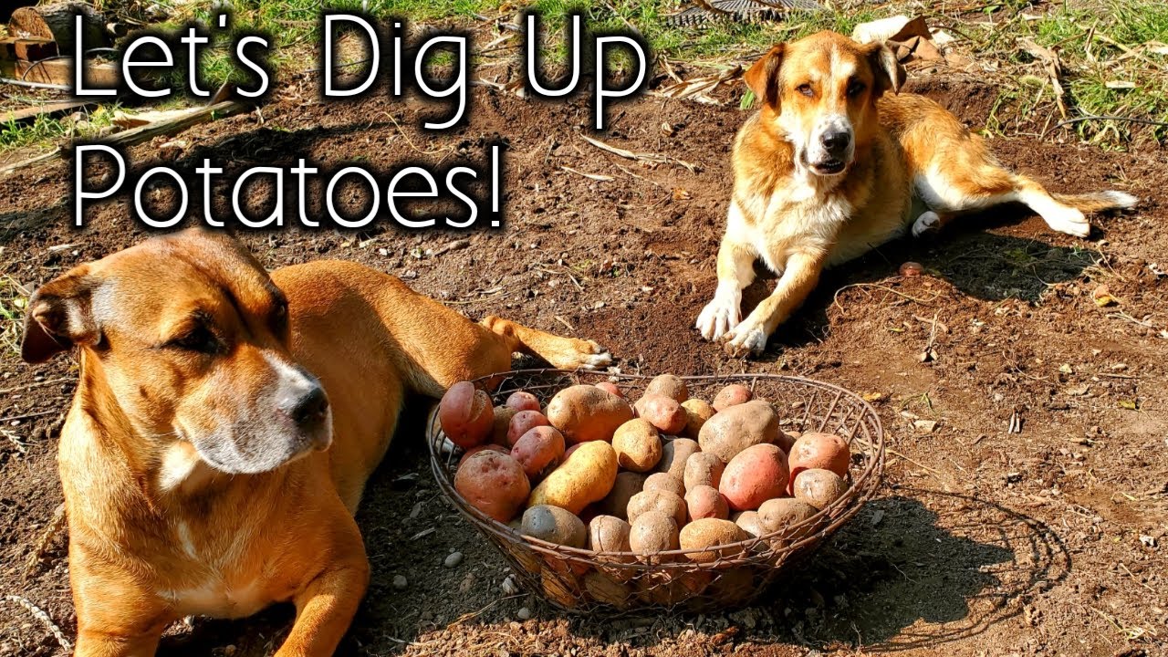 I Taught My Dogs To Dig UP Potatoes & Pull Roots Out Of The Garden