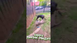 Happy From Mooshie A723480 3 Year Old Male American Staffordshire Terrier Mix