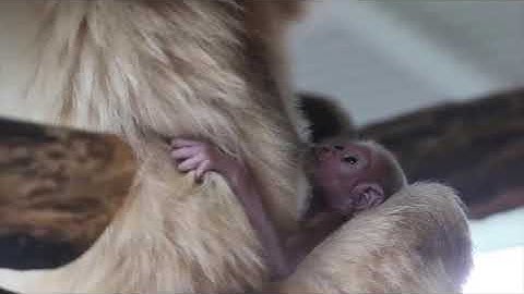 #Cute #Gibbons #Playing & #Climbing 🐵