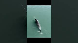 يونيكورن البحر الحقيقي .#Narwhal #OceanLife #MarineAnimals #Wildlife #thefireplanet