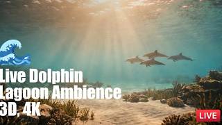 🌊 Live Dolphin Lagoon Ambience | Bossa Nova Jazz & Ocean Waves for Study & Sleep screenshot 5