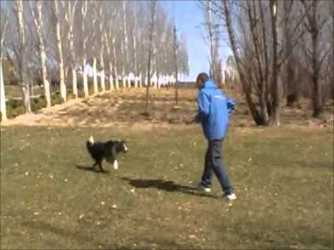 Video: 4 formas de recoger cachorros
