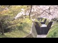 〝 妙見の桜吹雪〟◆  交野八景にも・・・      La Mer