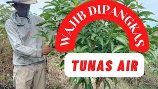 The Correct Way to Prune Water Shoots on UHDP Mangoes