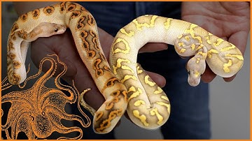 The KRAKEN Ball Python Update! + New Wookie Discovery