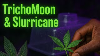 Cloning TrichoMoon & Slurricane 🔥 | Dome Work + Cut Game w/ Blunt Society 🌙