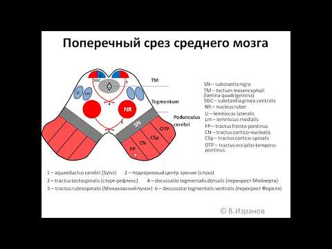 Средний мозг: анимационная схема