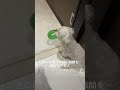 #shorts やっとこの瞬間映像が撮れました🐶【マルチーズ】