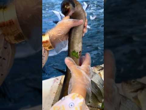 اغلي واغرب انواع السمك مشوفتهاش في حياتك غلك