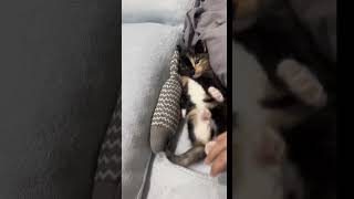 #catfun #funnyvideo #lazy #lazycat #kitty #lazymom #lazymorning