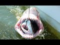 15 Craziest Things Swallowed by a Shark