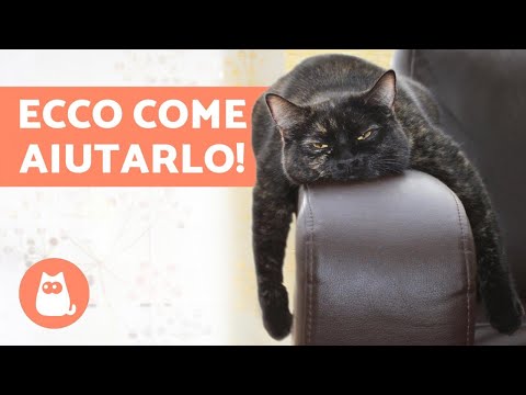 Video: 5 modi per aiutare a mantenere attivo il tuo gatto indoor