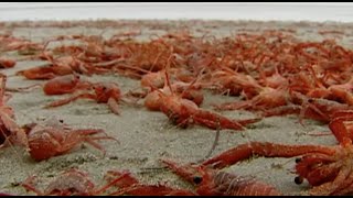 miles de cangrejos invaden la playa de san diego