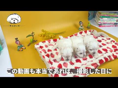 生後37日目｜マルチーズの子犬｜可愛い3兄妹が誕生｜全頭ご家族が決まりました｜本当にありがとうございました｜もりたさんちのマルチーズ｜ひとりでも多く、幸せな飼い主を。一頭でも多く、幸せなマルチーズを。
