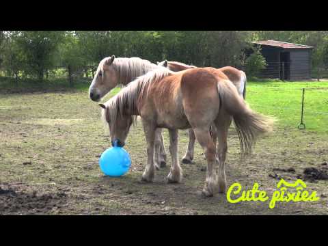funny-horse-playing-with-ball