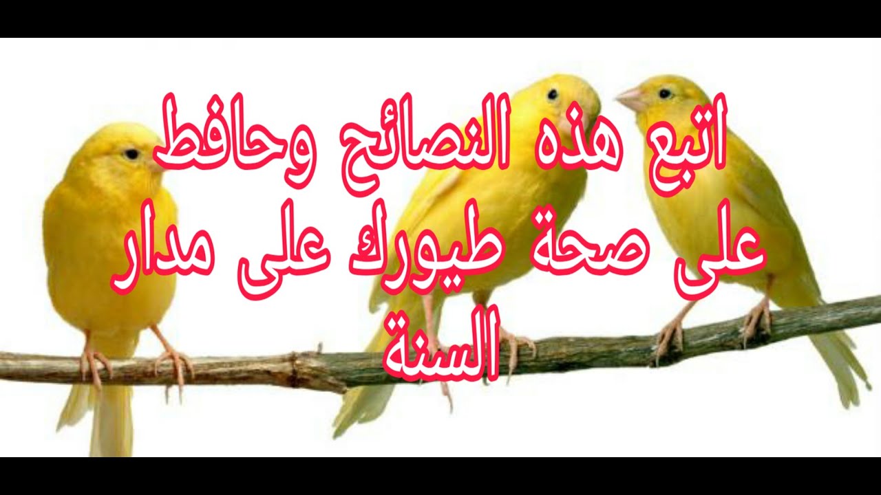 اتبع هذه الخطوات وتجنب 90% من الامراض التي تصيب طيورك (افضل برنامج غذائي للطيور على مدار العام )