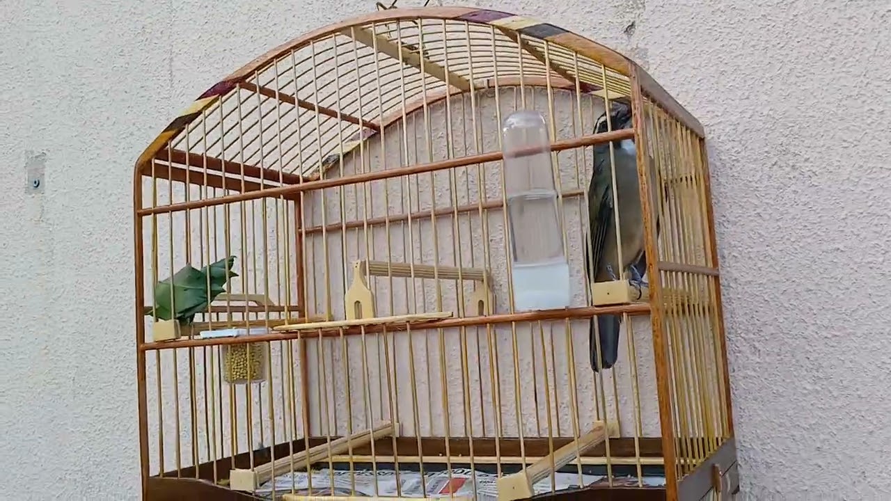 Trinca ferro Maranata 01 27/02/2026 