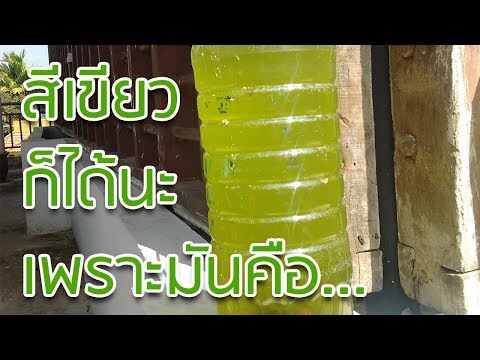 [NEW] น้ำสีเขียวคืออะไร | จุลินทรีย์สังเคราะห์แสง