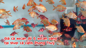 Giá cá xecan đỏ & xecan vàng tại shop cá cảnh Phong Thuỷ