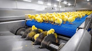 INSIDE AMERICAN CHICKEN MEGA FACTORY: Egg Incubator and Raising Broilers process 2