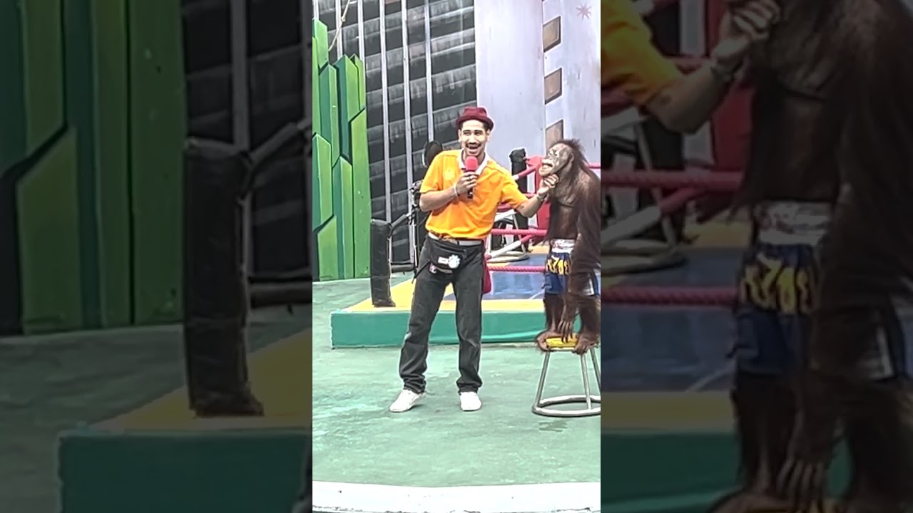 Orangutan Don't Play😂