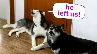 I Left Home With a Puppy! Huskies Howl When They Are Left Alone At Home