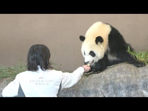 走りまわる彩浜がかわいい もふもふ赤ちゃんパンダ Youtube