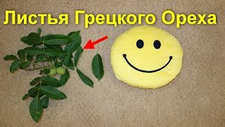 Листья грецкого ореха -польза. Отвар, настойка,чай при 33 недугах и болезнях, для здоровья и лечения Листья грецкого ореха -польза. Отвар, настойка,чай при 33 недугах и болезнях, для здоровья и лечения