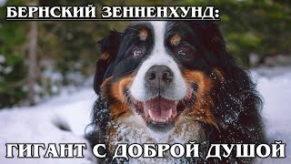 Bernese mountain dog: The shepherd dog with the most good-natured smile in THE WORLD