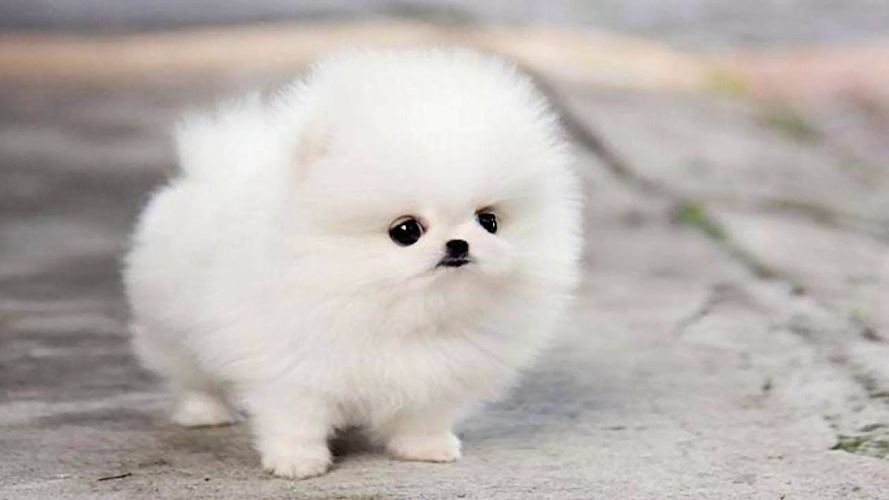 Schattige Pommeren Puppy'S Video Compilatie 3 Schattigste en