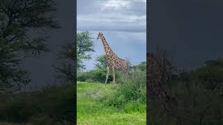 Beautiful giraffe just before a rain in Namibias Daan Viljoen  Game Reserve.